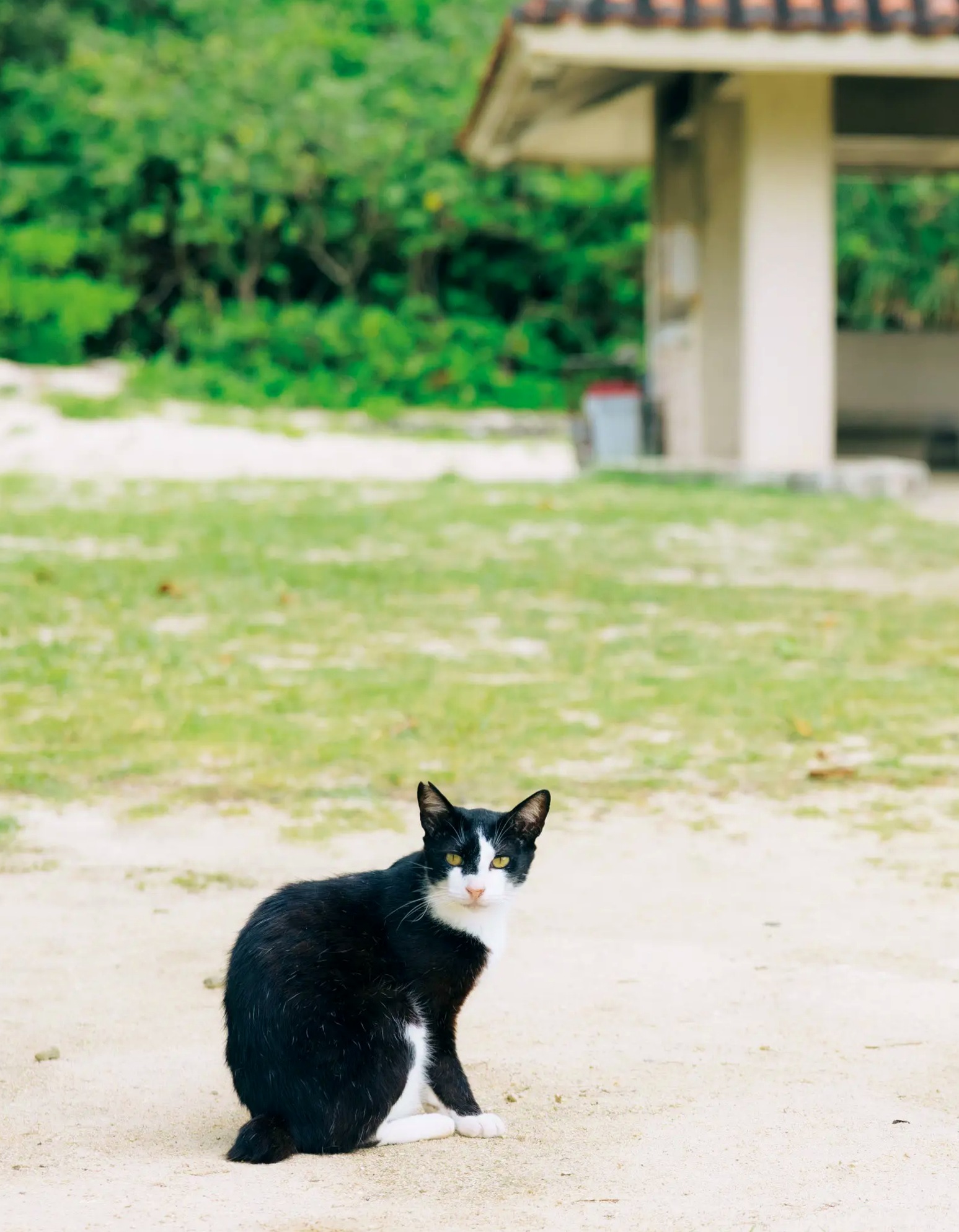 Gallery - 伊達さゆり写真集《あしあと》：清纯治愈系家居与沙滩戏水写真 [109P]日本清新治愈系家居沙滩 女神私房照_秀色女神 - image 58