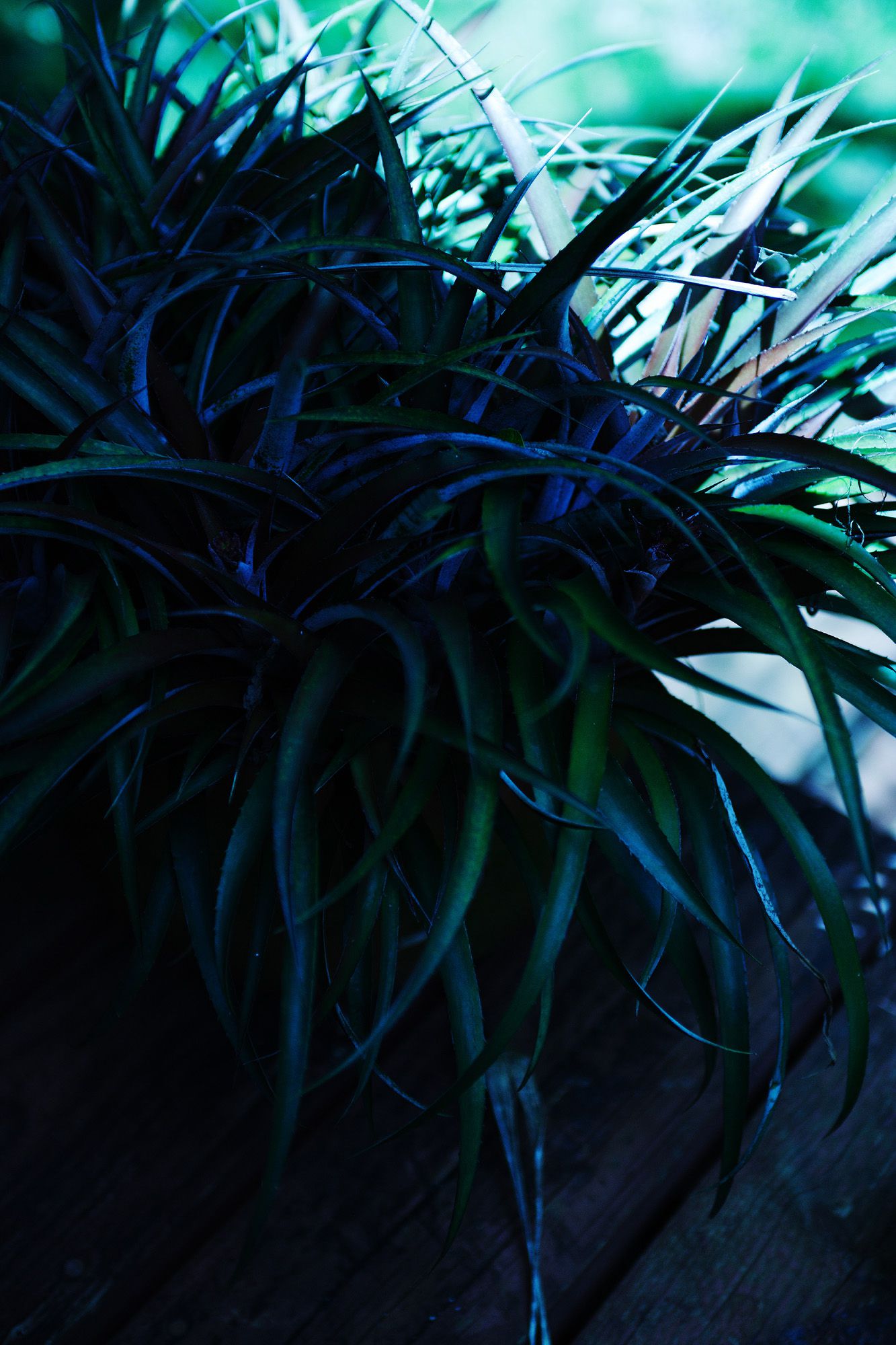 嘉那蕾音(久纱野水萌) [NS Eyes写真图]高清写真图SF-No.363