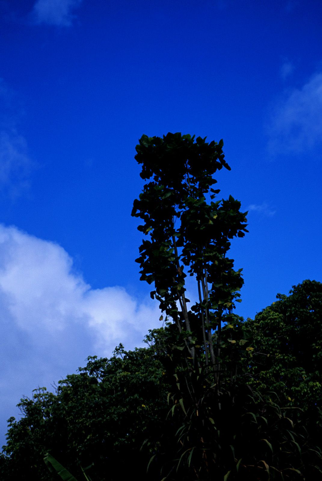 嘉那蕾音(久纱野水萌) [NS Eyes写真图]高清写真图SF-No.363