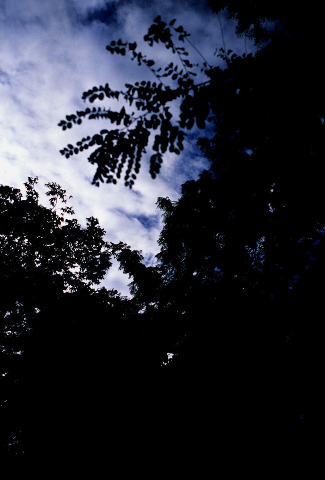 嘉那蕾音(久纱野水萌) [NS Eyes写真图]高清写真图SF-No.363