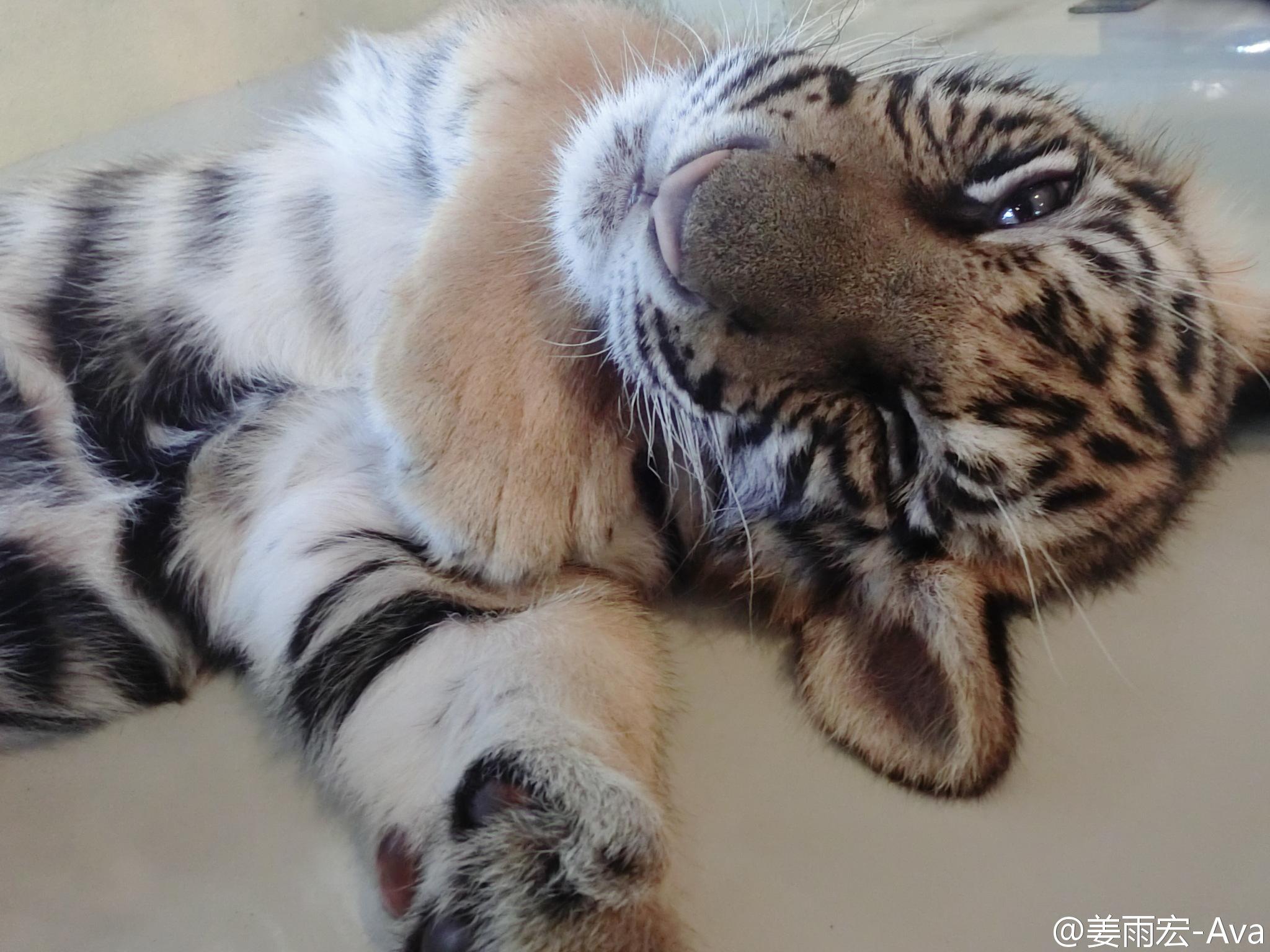 姜雨宏Ava 性感火辣比基尼美图
