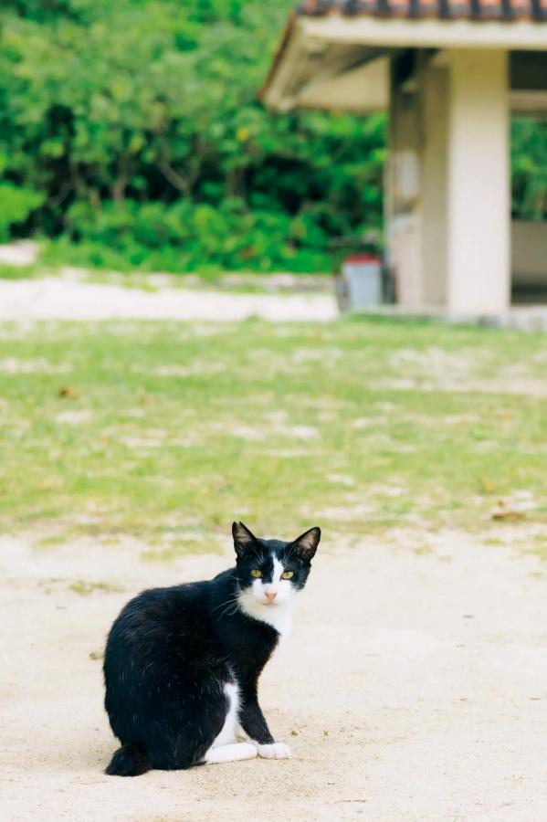    伊達さゆり写真集《あしあと》：清纯治愈系家居与沙滩戏水写真 [109P]第60张图片