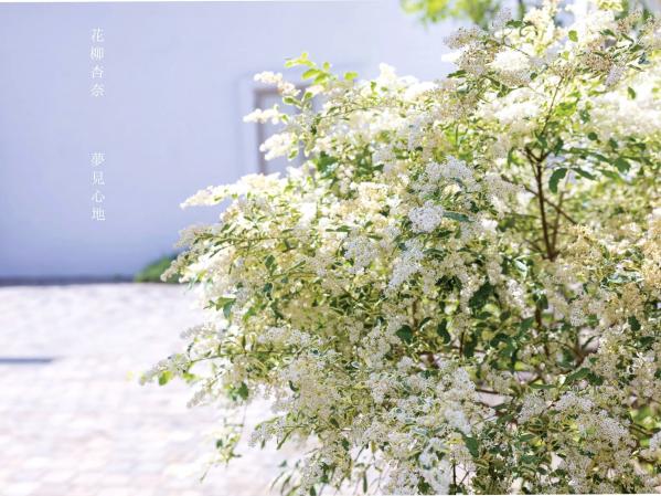    花柳杏奈 - 夢見心地：日系童颜美少女，性感水手服与居家私房写真，诱惑迷人第2张图片
