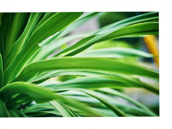    古河由衣 - 魅せられて... 日式私房写真，极致性感蕾丝内衣与金色比基尼，演绎冷艳与清新交织的诱惑大片第44张图片