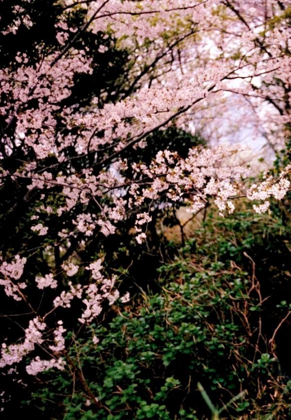    PB写真集_宮脇咲良/宫胁咲良《Sakura》清纯校服与海边比基尼的治愈系旅拍 [129P]第75张图片
