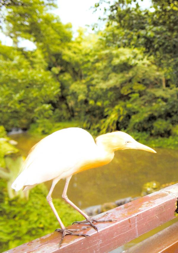 高柳明音   PB写真集 高柳明音《Churi》清纯日系写真，泳装与家居私房风格大赏第24张图片