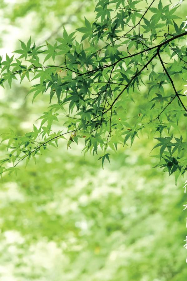 徳永しおり 徳永诗织 徳永しおり《Travel Guide 旅のしおり》和风优雅与性感内衣私房写真第2张图片