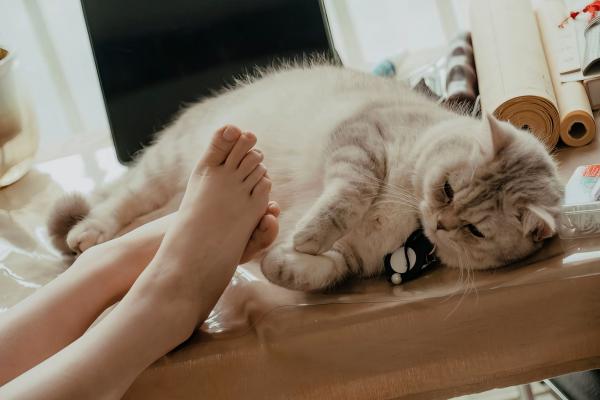 年年Nnian 年年  年年-休闲时光：私房居家内衣写真，甜美模特与猫咪的慵懒互动，性感撩人第44张图片